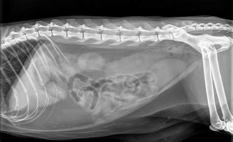 Feline Ultrasonography