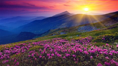 Magic Pink Rhododendron Flowers On Summer Mountain Carpathian Mountains Ukraine Windows