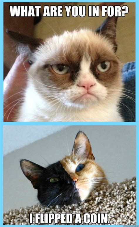 Grumpy Cat Makes Venus Grumpy Too Memes Quickmeme