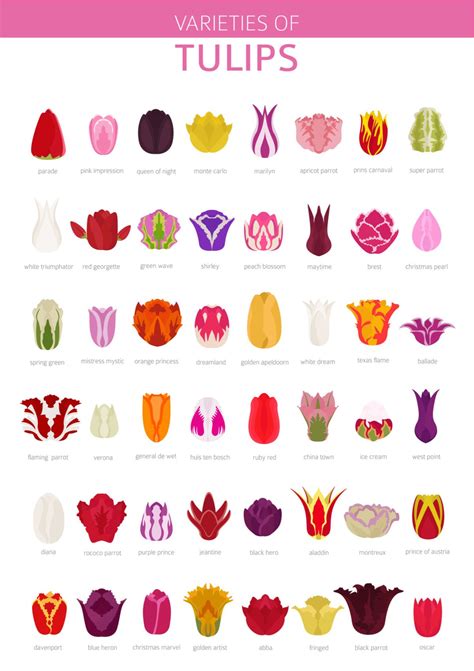 42 Different Types Of Tulips For Your Gardens Types Of Tulips Tulips