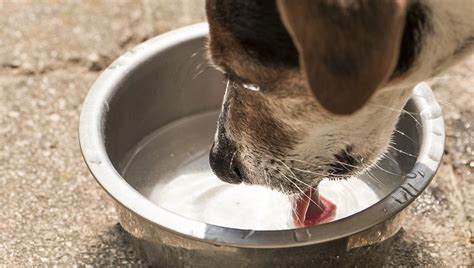 This is the time when the pup will naturally start to many puppies refuse to drink water out of a deep bowl, and a shallow pan makes it easier for his small body to reach in for a drink. Urinary Tract Infection (UTI) In Dogs: Symptoms, Causes, And Treatments - Dogtime