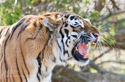 Photograph Tiger Roar By Matt Ellis On 500px
