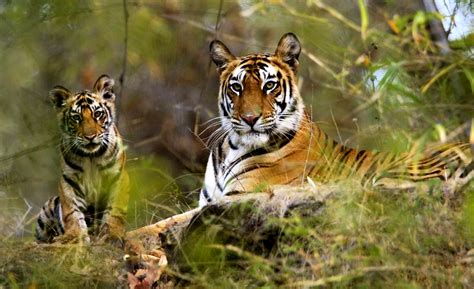 Top 7 National Parks In India To Explore Nature Tripbeam
