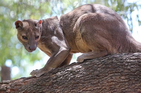 23 Best Fossa Images On Pinterest Wild Animals Cats And