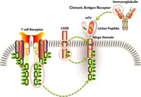 Basic Structure Of A Chimeric Antigen Receptor Car The Antigen