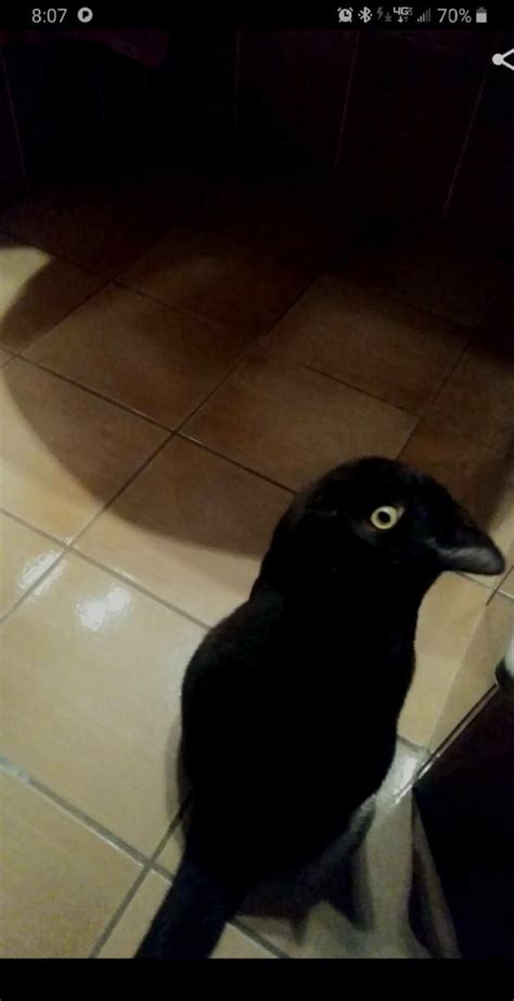 Cat Or Crow You Decide Cats Crow Illusions