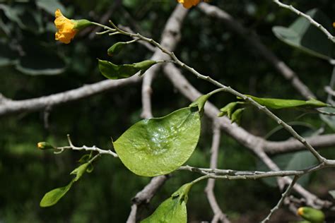 Flora Of Zimbabwe Species Information Individual Images Pterocarpus