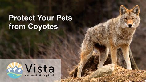 Coyotes · Vista Animal Hospital