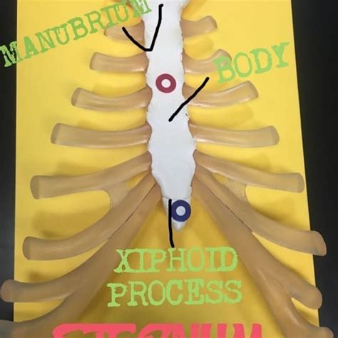 The Sternum Thoracic Cage Xiphoid Process Thoracic