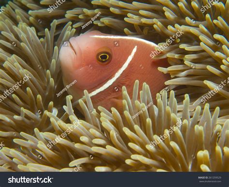 The More Common Morph Of The Pink Skunk Clownfish Sheltering In A Giant
