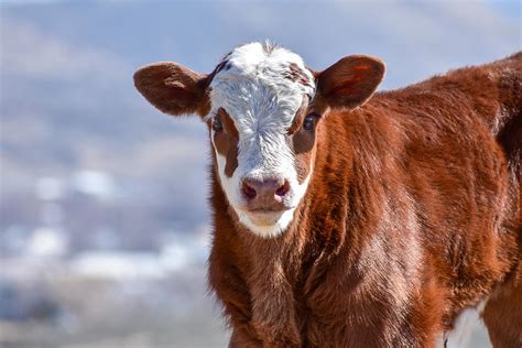 Red Simmental Calf Photograph By Riley Bradford Pixels