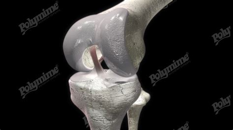 Knee Hinge Joint Image Polymime Animation Company Ltd