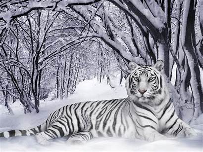 Tiger Desktop Wallpapers Backgrounds Background Tigers Siberian