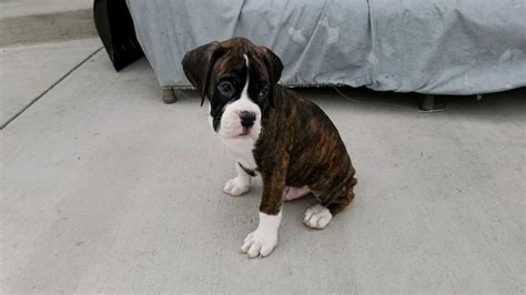 We feel this is where the finest dogs are. BOXER PUPPIES FOR SALE | Colorado Springs | Beyond ...