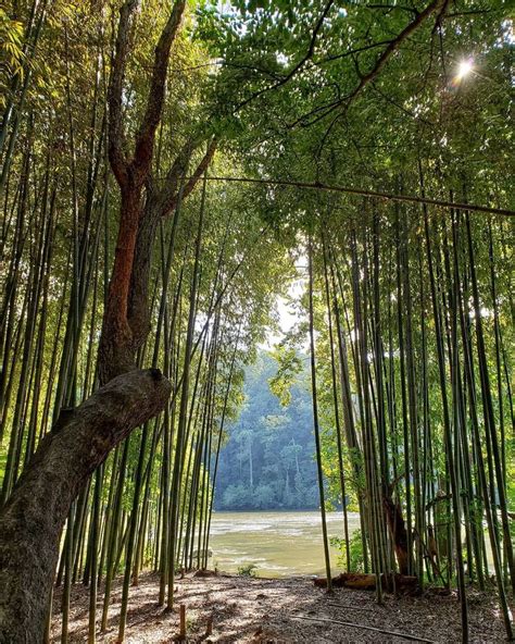 Bamboo Forest At East Palisades Trail Atlanta Georgia Bamboo