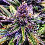 Images of Purple Marijuana