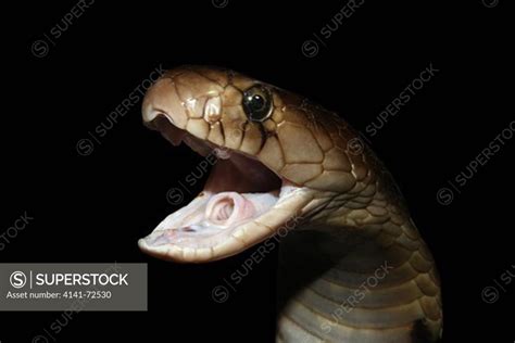 Spectacled Cobra With Mouth Open Naja Naja Venomous Common Indian