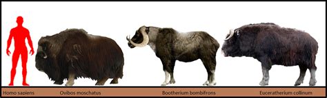 Bootherium And Euceratherium