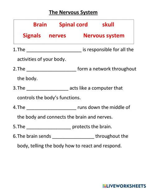 Nervous System Diagram For Kids Nervous System Worksh