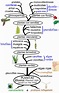Historia evolutiva de las plantas - Wikipedia, la enciclopedia libre