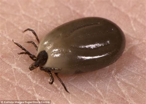 Lyme Disease Discovered In 15 Million Year Old Ticks Daily Mail Online