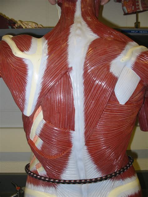 Snapshot Of Muscles In Torso Female Torso Muscle Anatomy 3d Model