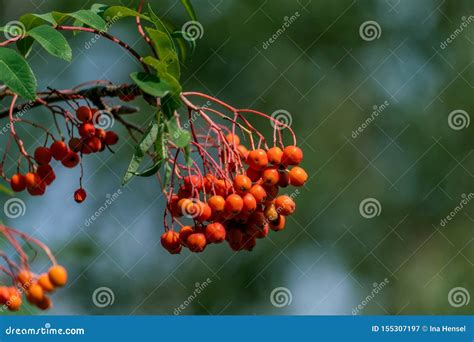 Close Up Of Beautiful Orange Rowan Tree Berries Stock Image Image Of