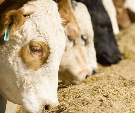 Concentrated Animal Feeding Operations Most Policy Initiative
