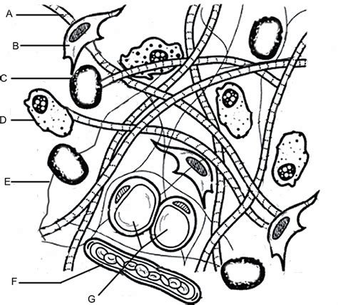 Connective Tissue Matrix Coloring