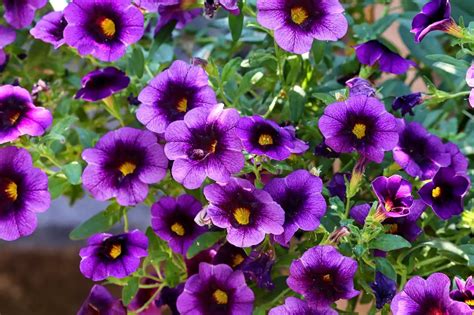 Flowering Plants That Pair Well With Petunias Pansy Maiden