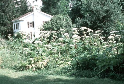 Giant Hogweed New York Invasive Species Information