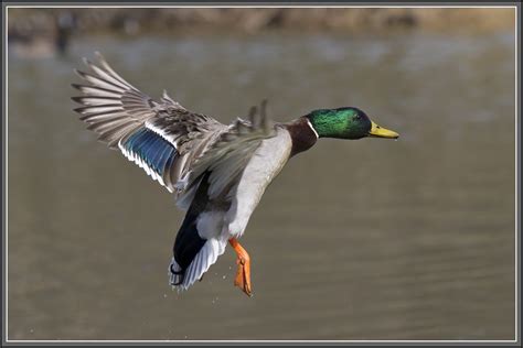 Mallard Ducks Flying Animalgals