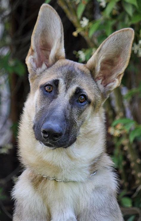 Donate to help us reach our fundraising goal and support lifesaving programs for homeless pets around the country #German #Shepherd | Schäfrar, Djur