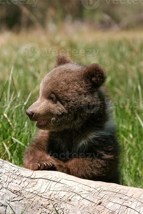 Grizzly Bear Cub Sitting On The Log 839037 Stock Photo At Vecteezy