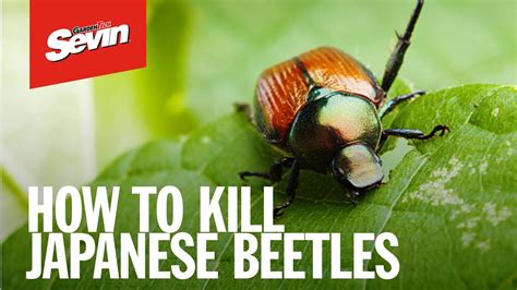 How To Kill Japanese Beetles With Sevin Concentrate Youtube