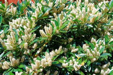 Black walnut is considered a good in the spring, it produces either white or pink flowers, depending on the variety. 17 Amazing Evergreen Shrubs for Brilliant Color Year-Round