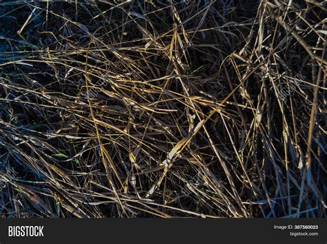 Dry Yellow Thin Reed Image And Photo Free Trial Bigstock
