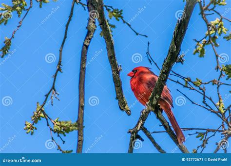 Red Male Cardinal Sitting On Tree Branch With Blue Clear Sky Stock