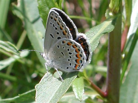 Karner Blue Butterfly Facts Pic 2 Biological Science