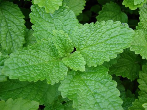 The lemon balm plant (melissa officinalis) is actually a member of the mint family and is a perennial herb. 1/2 gram Lemon Balm seeds, Melissa officinalis