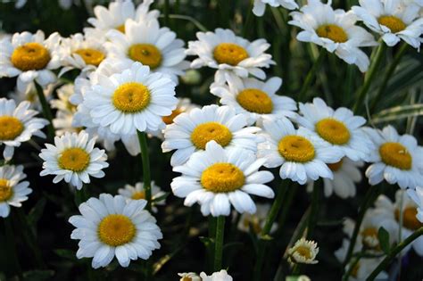 Daisy Flower Meaning In English Best Flower Site