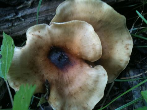 Idenification Please Iowa Mushroom Hunting And