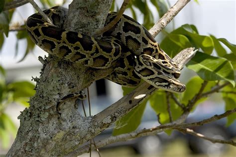 Everglades Snakes Gladesmen Culture