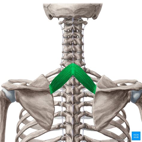 Rhomboid Muscular Anatomy