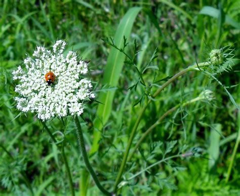 White Rock Lake Dallas Texas Queen Annes Lace An Intriguing