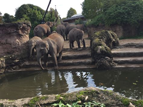 Tierischer Spaß In Dublin Zoo Studium Studieren Weltweit