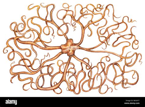 Northern Basket Star Hi Res Stock Photography And Images Alamy