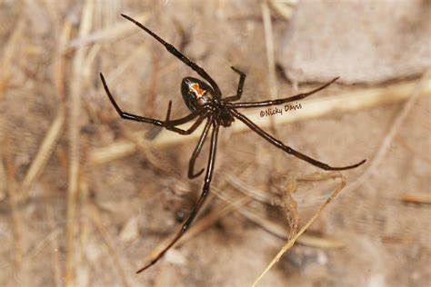 Wild Utah Photos Male Black Widow Latrodectus Hesperus On West Side