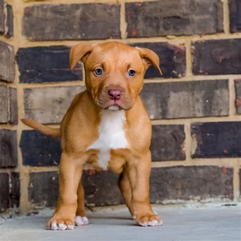 Pitbull puppies are so cute and loveable. Pitbull puppies for sale in nj 2020