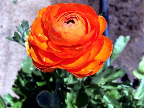 How To Grow And Care Ranunculus Flower Growing Buttercup Plants